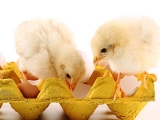 养鸡行业的困境无法避免根源何在？