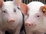农业部：9月中下旬猪价可能还要经历一波降价的过程