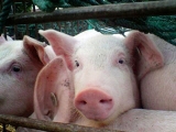 粮农组织：可能是猪肉产品运输致病毒传播至中国，而不是生猪