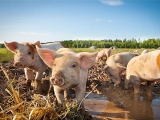 猪瘟病毒来源：疫区进口冻猪肉可能性极大